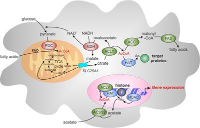 citrate atp lyase acly lipogenesis acetyl frontiersin immune